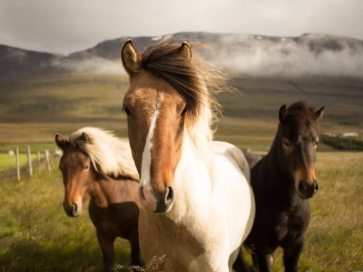 Horse Feeling